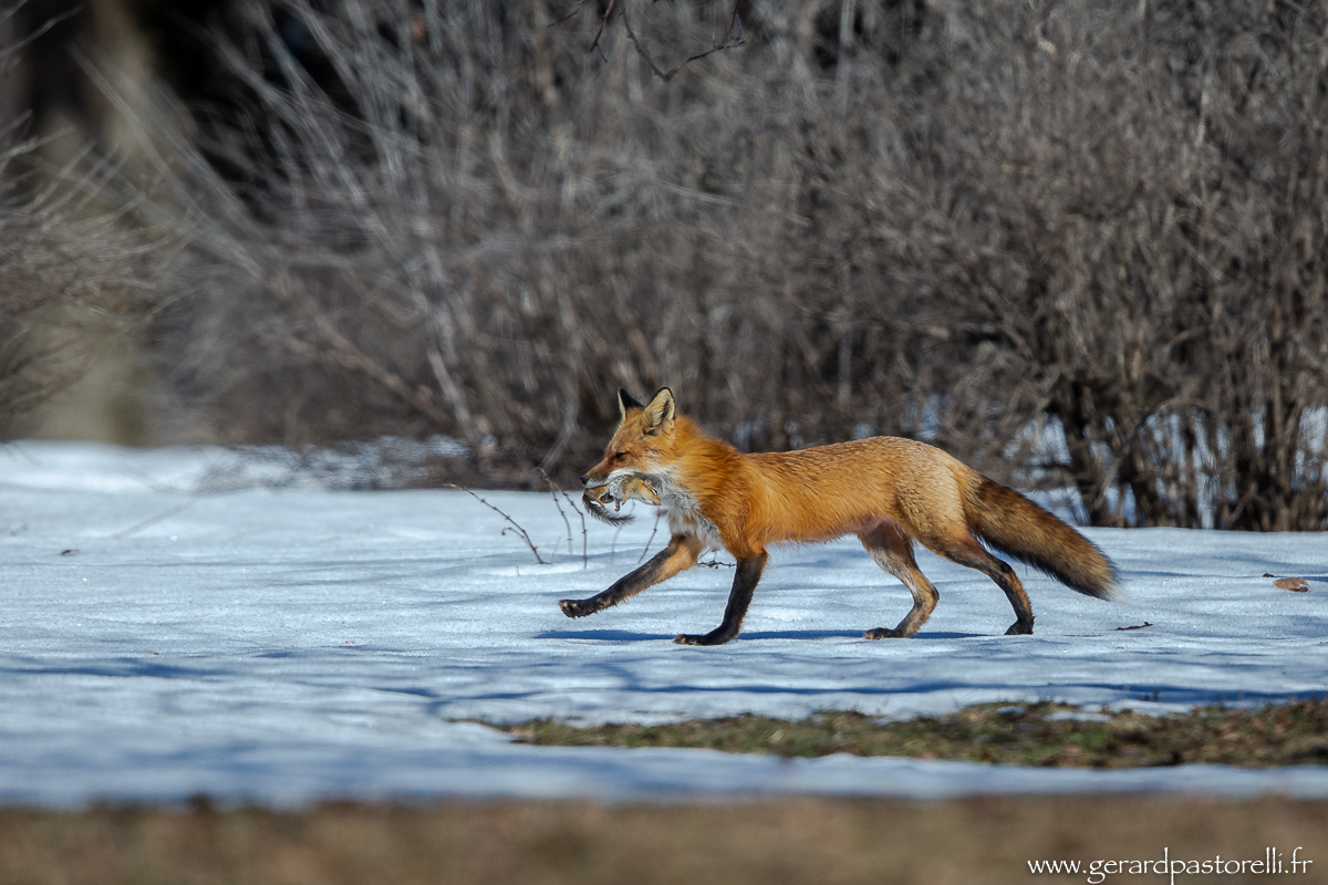 Renard en chasse 4